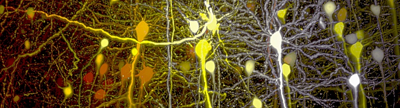 neurons